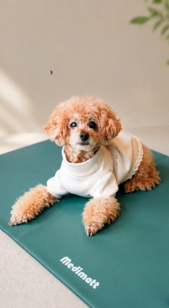 ペットメディマットの上でくつろぐ愛犬